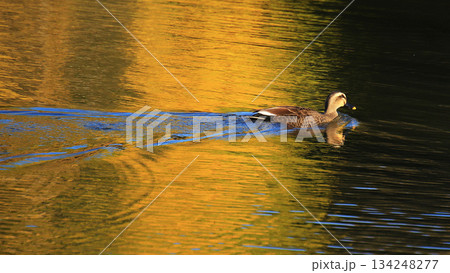大仏池 奈良公園 紅葉 大仏池 奈良公園 紅葉 134248277