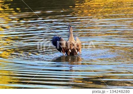 大仏池　奈良公園　紅葉 134248280