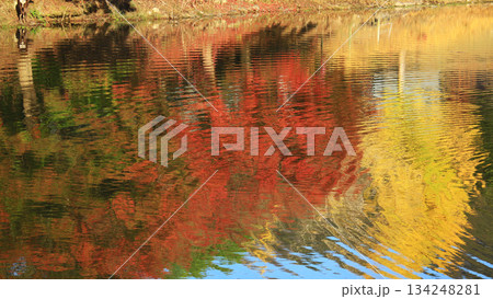 大仏池　奈良公園　紅葉 134248281