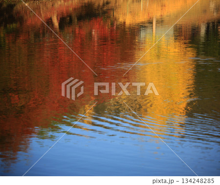 大仏池　奈良公園　紅葉 134248285