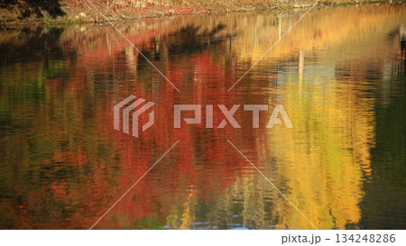 大仏池　奈良公園　紅葉 134248286