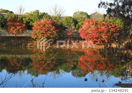 大仏池　奈良公園　紅葉 134248291