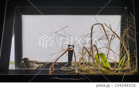 Birds build nests in window slits behind the mosquito wire screen, focus selective 134248318