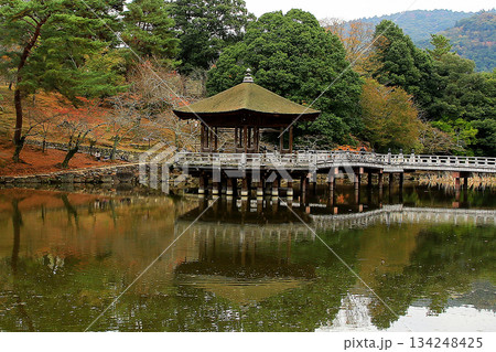 浮御堂　奈良公園　紅葉 134248425