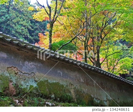 書写山円教寺 紅葉 兵庫県 書写山円教寺 紅葉 兵庫県 134248631
