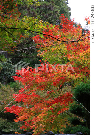 書写山円教寺　紅葉　兵庫県 134248633