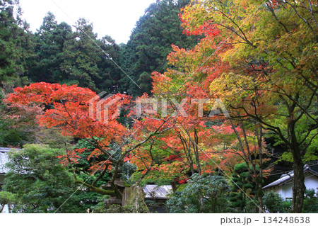 書写山円教寺　紅葉　兵庫県 134248638