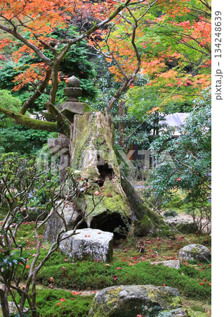 書写山円教寺　紅葉　兵庫県 134248639