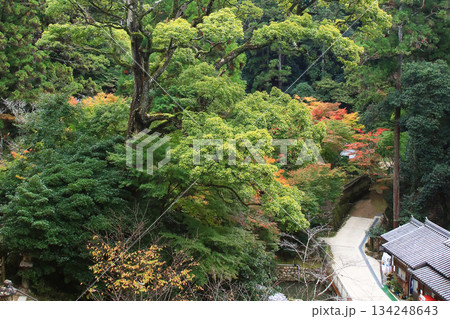 書写山円教寺 紅葉 兵庫県 書写山円教寺 紅葉 兵庫県 134248643