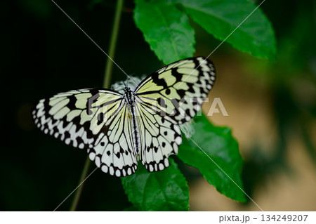 オオゴマダラ　由布島 134249207