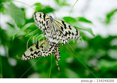 オオゴマダラ　由布島 134249208