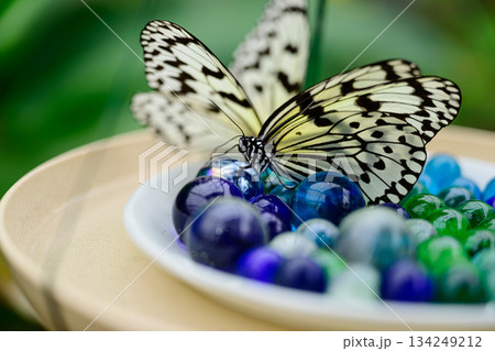 オオゴマダラ 由布島 オオゴマダラ 由布島 134249212