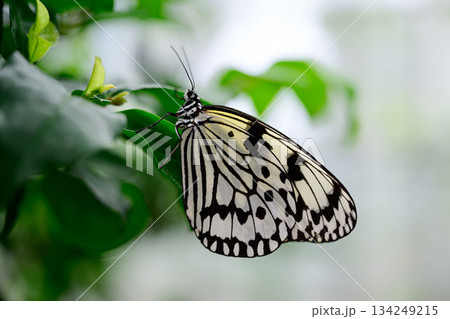 オオゴマダラ　由布島 134249215