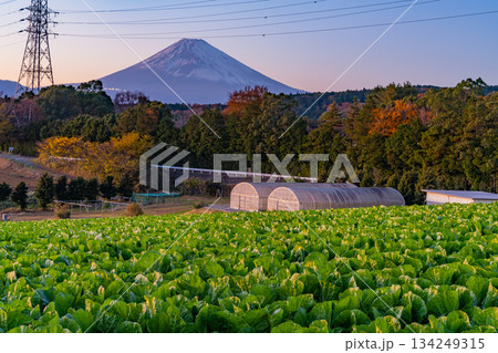 【静岡県】箱根西麓の白菜畑の向こうに富士山 134249315