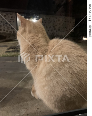 An Indonesian domestic cat with a sleek coat and playful personality, lounging in a sunny spot. Perfect for pet photography, showcasing the charm and beauty of local feline companions at home. An Indonesian domestic cat with a sleek coat and playful personality, lounging in a sunny spot. Perfect for pet photography, showcasing the charm and beauty of local feline companions at home. 134249496