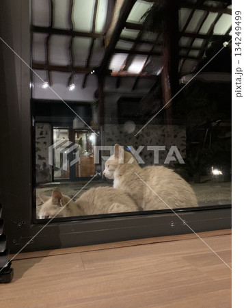 An Indonesian domestic cat with a sleek coat and playful personality, lounging in a sunny spot. Perfect for pet photography, showcasing the charm and beauty of local feline companions at home. 134249499