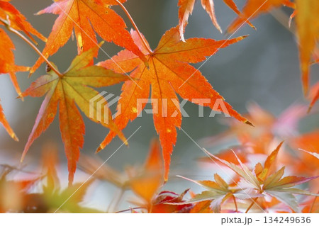 鮮やかな美しい紅葉 アップ 鮮やかな美しい紅葉 アップ 134249636