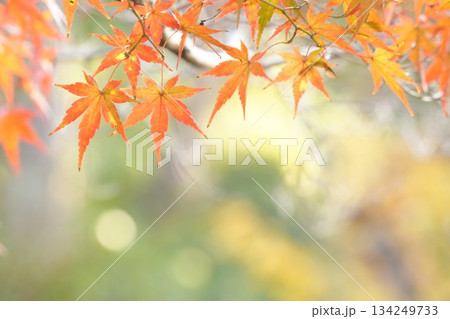 癒される美しい紅葉 アップ 癒される美しい紅葉 アップ 134249733
