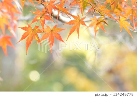 癒される美しい紅葉　アップ 134249779