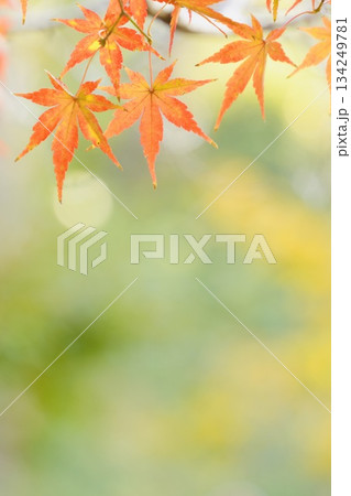 癒される美しい紅葉　アップ 134249781