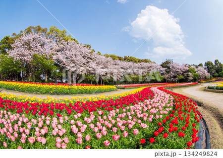 チューリップ畑と桜「なばなの里 チューリップまつり」《三重県 桑名市 ナガシマリゾート》 134249824