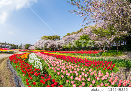 チューリップ畑と桜「なばなの里 チューリップまつり」《三重県 桑名市 ナガシマリゾート》 134249826