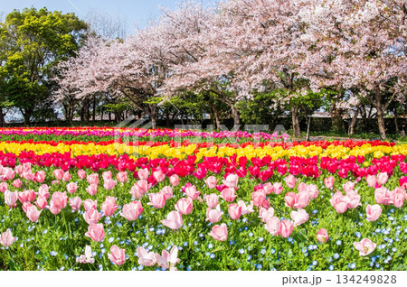 チューリップ畑と桜「なばなの里 チューリップまつり」《三重県 桑名市 ナガシマリゾート》 チューリップ畑と桜「なばなの里 チューリップまつり」《三重県 桑名市 ナガシマリゾート》 134249828