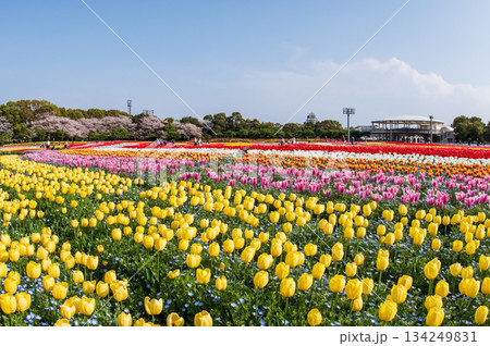 チューリップ畑と桜「なばなの里 チューリップまつり」《三重県 桑名市 ナガシマリゾート》 134249831