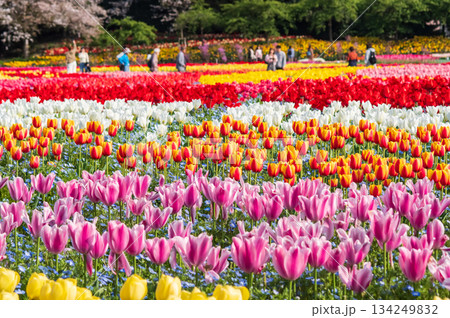 チューリップ畑「なばなの里 チューリップまつり」《三重県 桑名市 ナガシマリゾート》 チューリップ畑「なばなの里 チューリップまつり」《三重県 桑名市 ナガシマリゾート》 134249832