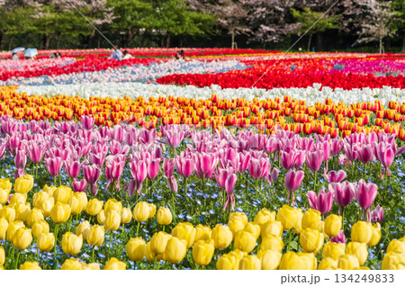 チューリップ畑「なばなの里 チューリップまつり」《三重県 桑名市 ナガシマリゾート》 134249833