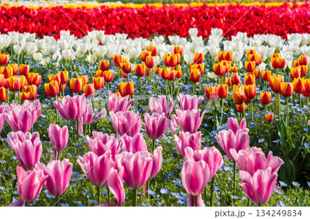 チューリップ畑「なばなの里 チューリップまつり」《三重県 桑名市 ナガシマリゾート》 134249834