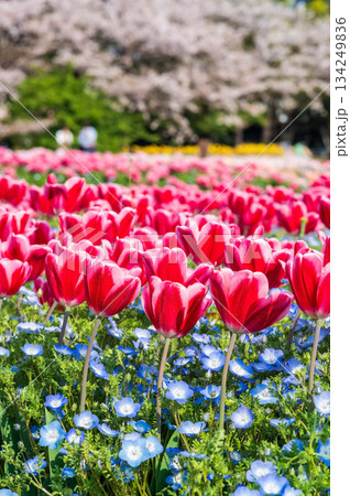 チューリップ畑と桜「なばなの里 チューリップまつり」《三重県 桑名市 ナガシマリゾート》 134249836