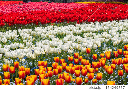 チューリップ畑「なばなの里 チューリップまつり」《三重県 桑名市 ナガシマリゾート》 134249837