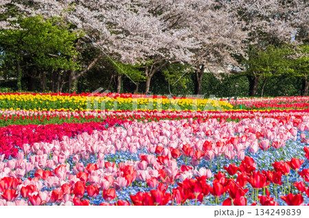 チューリップ畑と桜「なばなの里 チューリップまつり」《三重県 桑名市 ナガシマリゾート》 134249839