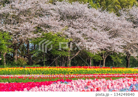 チューリップ畑と桜「なばなの里 チューリップまつり」《三重県 桑名市 ナガシマリゾート》 134249840