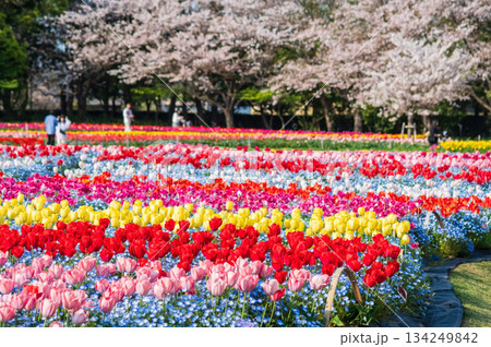 チューリップ畑と桜「なばなの里 チューリップまつり」《三重県 桑名市 ナガシマリゾート》 134249842
