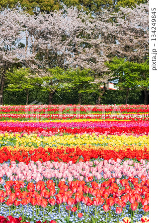 チューリップ畑と桜「なばなの里 チューリップまつり」《三重県 桑名市 ナガシマリゾート》 134249845