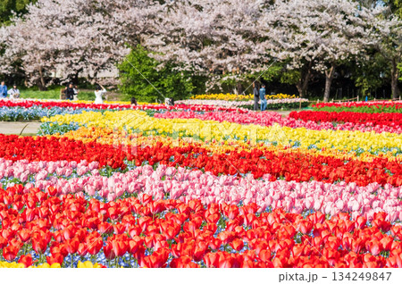 チューリップ畑と桜「なばなの里 チューリップまつり」《三重県 桑名市 ナガシマリゾート》 134249847