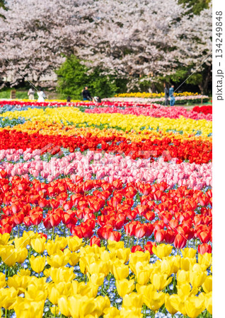 チューリップ畑と桜「なばなの里 チューリップまつり」《三重県 桑名市 ナガシマリゾート》 134249848