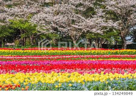 チューリップ畑と桜「なばなの里 チューリップまつり」《三重県 桑名市 ナガシマリゾート》 134249849
