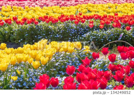 チューリップ畑「なばなの里 チューリップまつり」《三重県 桑名市 ナガシマリゾート》 チューリップ畑「なばなの里 チューリップまつり」《三重県 桑名市 ナガシマリゾート》 134249852