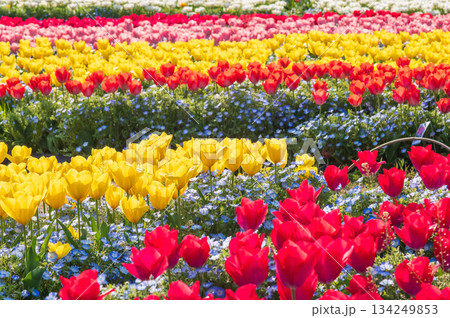 チューリップ畑「なばなの里 チューリップまつり」《三重県 桑名市 ナガシマリゾート》 チューリップ畑「なばなの里 チューリップまつり」《三重県 桑名市 ナガシマリゾート》 134249853