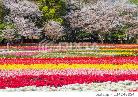 チューリップ畑と桜「なばなの里 チューリップまつり」《三重県 桑名市 ナガシマリゾート》 チューリップ畑と桜「なばなの里 チューリップまつり」《三重県 桑名市 ナガシマリゾート》 134249854
