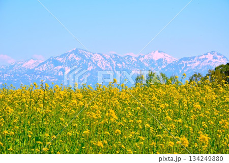 早春の新潟県小千谷市小千谷山本山高原菜の花畑・残雪の越後三山風景 早春の新潟県小千谷市小千谷山本山高原菜の花畑・残雪の越後三山風景 134249880