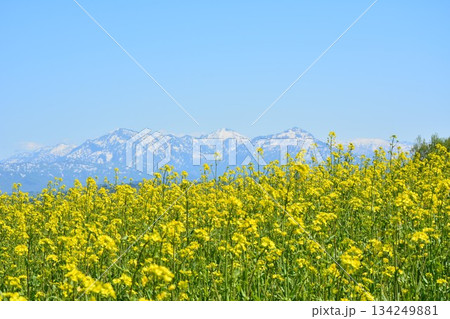 早春の新潟県小千谷市小千谷山本山高原菜の花畑・残雪の越後三山風景 早春の新潟県小千谷市小千谷山本山高原菜の花畑・残雪の越後三山風景 134249881