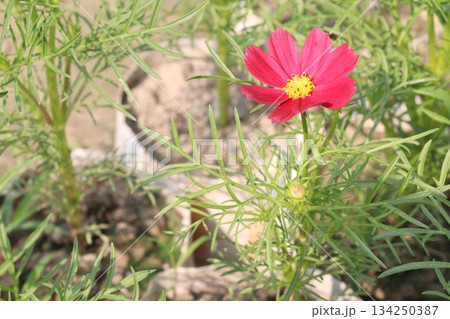 cosmos flower plant on bag in farm 134250387