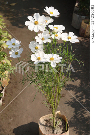 cosmos flower plant on bag in farm cosmos flower plant on bag in farm 134250393