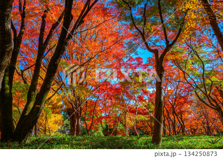 紅葉（北の丸公園） 134250873