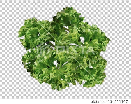 歐芹（去莖） 134251107