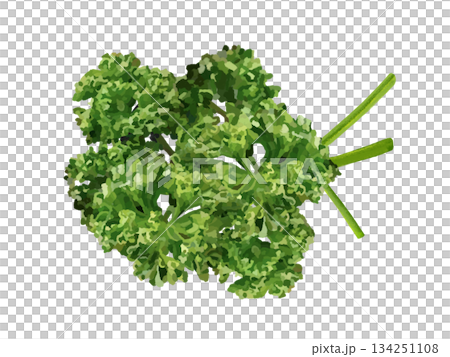 parsley (with stems) parsley (with stems) 134251108